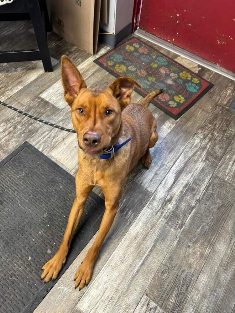 Chance, Adoptable, Adult Male Shepherd.
