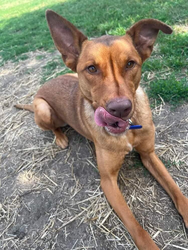 Enlarge Chance, a Adoptable mixed breed in Mishawaka, IN image 6/6