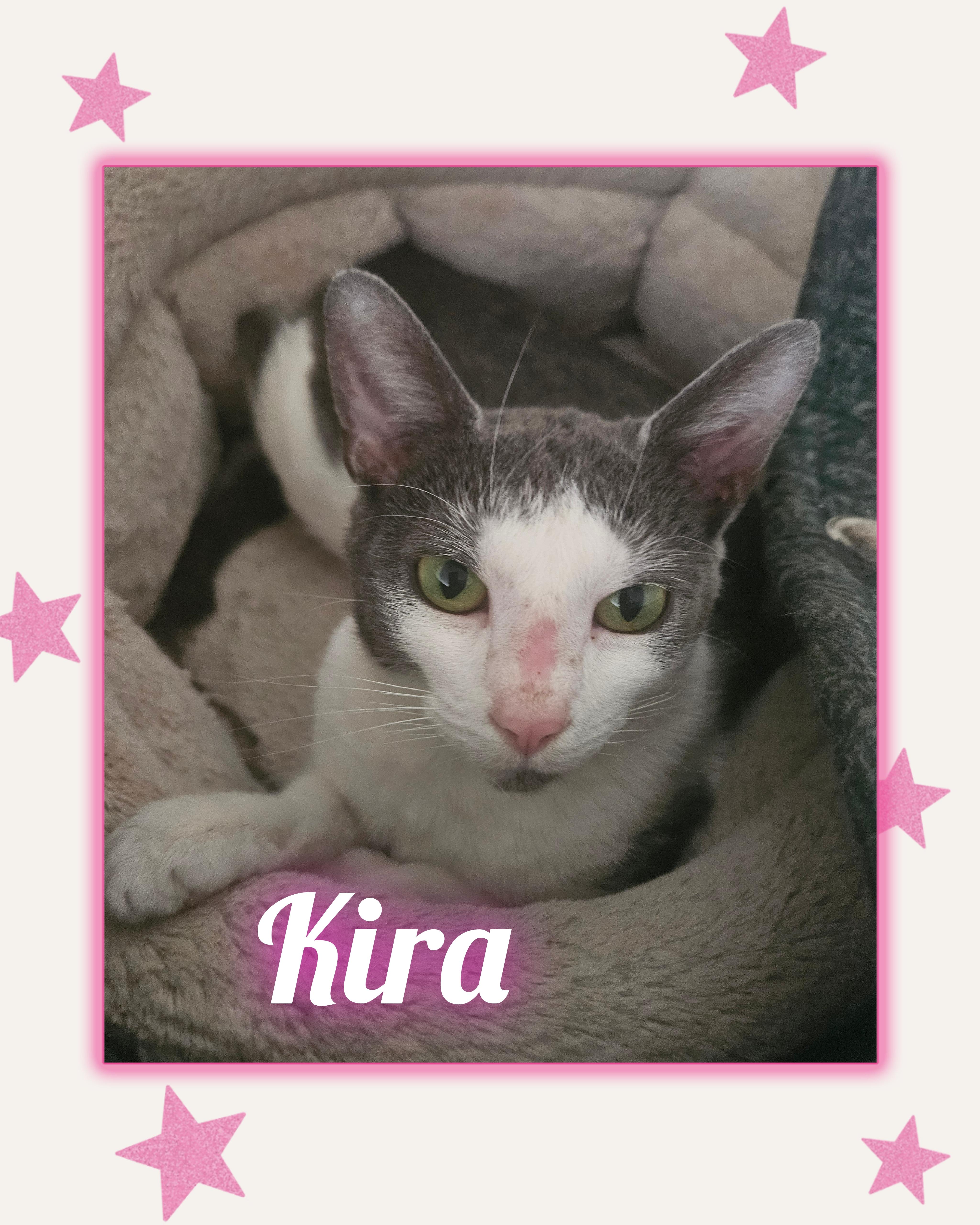 Enlarge Kira, a ADOPTABLE Domestic Short Hair in Glen Burnie, MD image 1/1