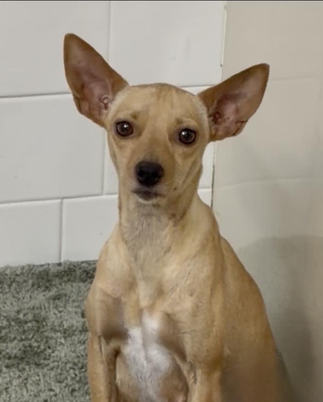 DORA, a ADOPTABLE Chihuahua in Dumont, NJ image 2/2