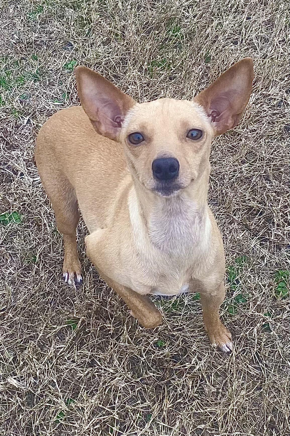 DORA, ADOPTABLE, Young Female Chihuahua.