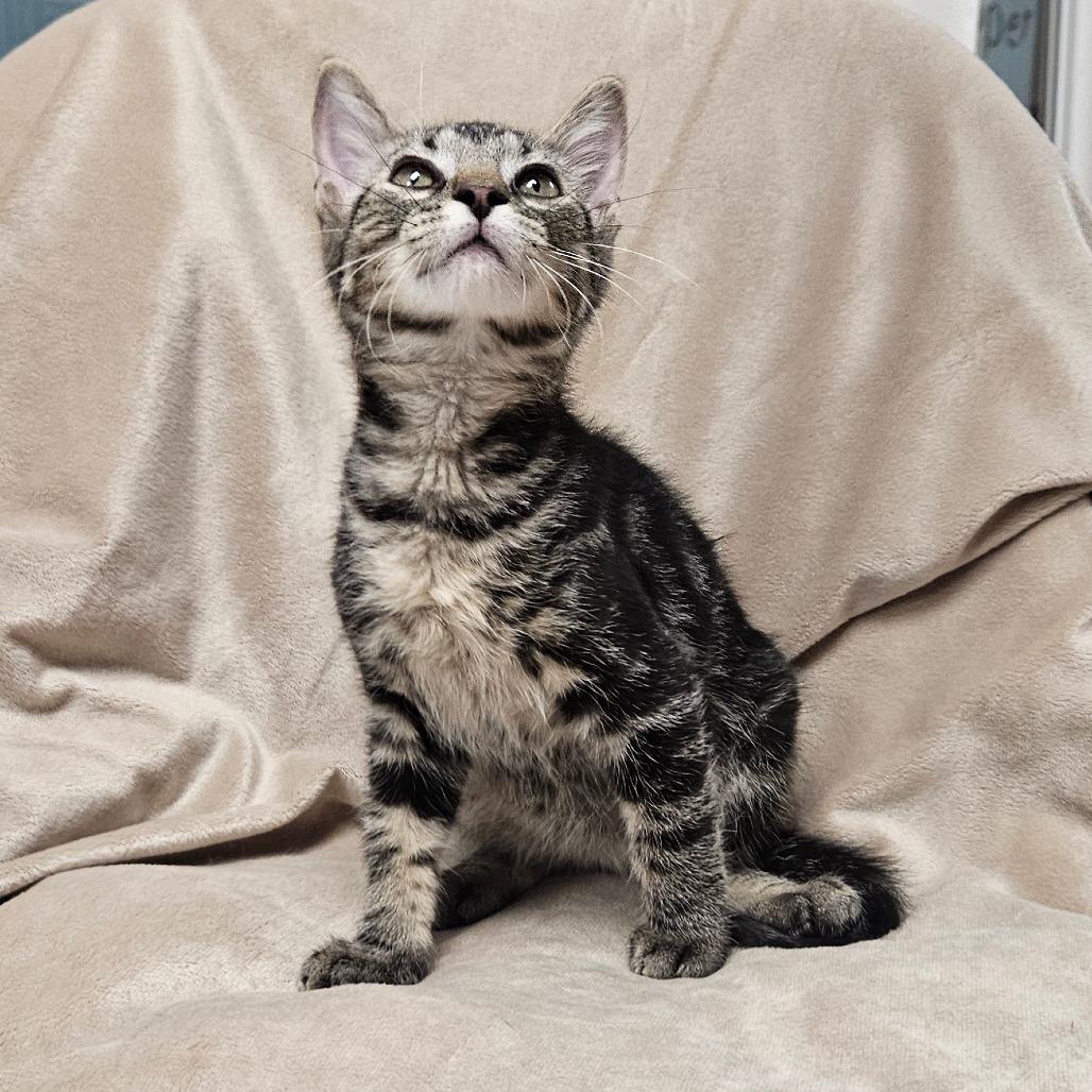 Madrid, Adoptable, Kitten Male Domestic Short Hair.