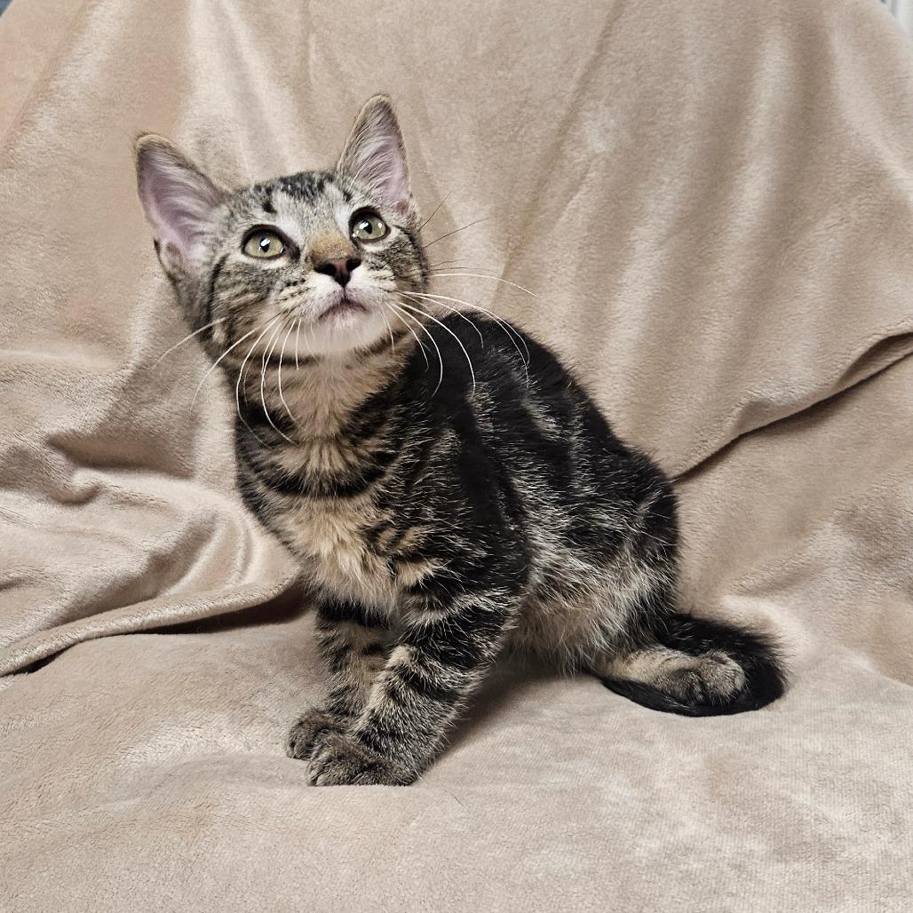 Enlarge Madrid, a Adoptable Domestic Short Hair in Brighton, MO image 2/4