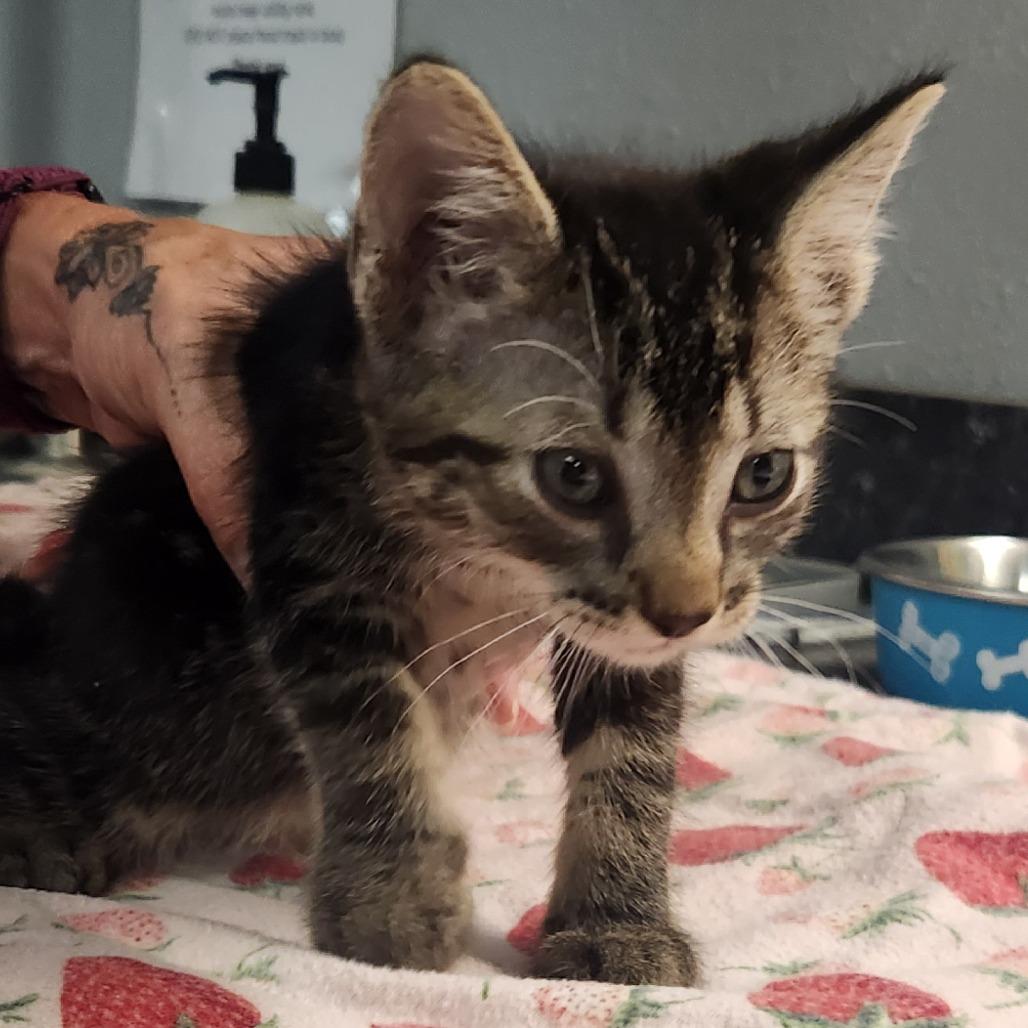 Enlarge Madrid, a Adoptable Domestic Short Hair in Brighton, MO image 3/4