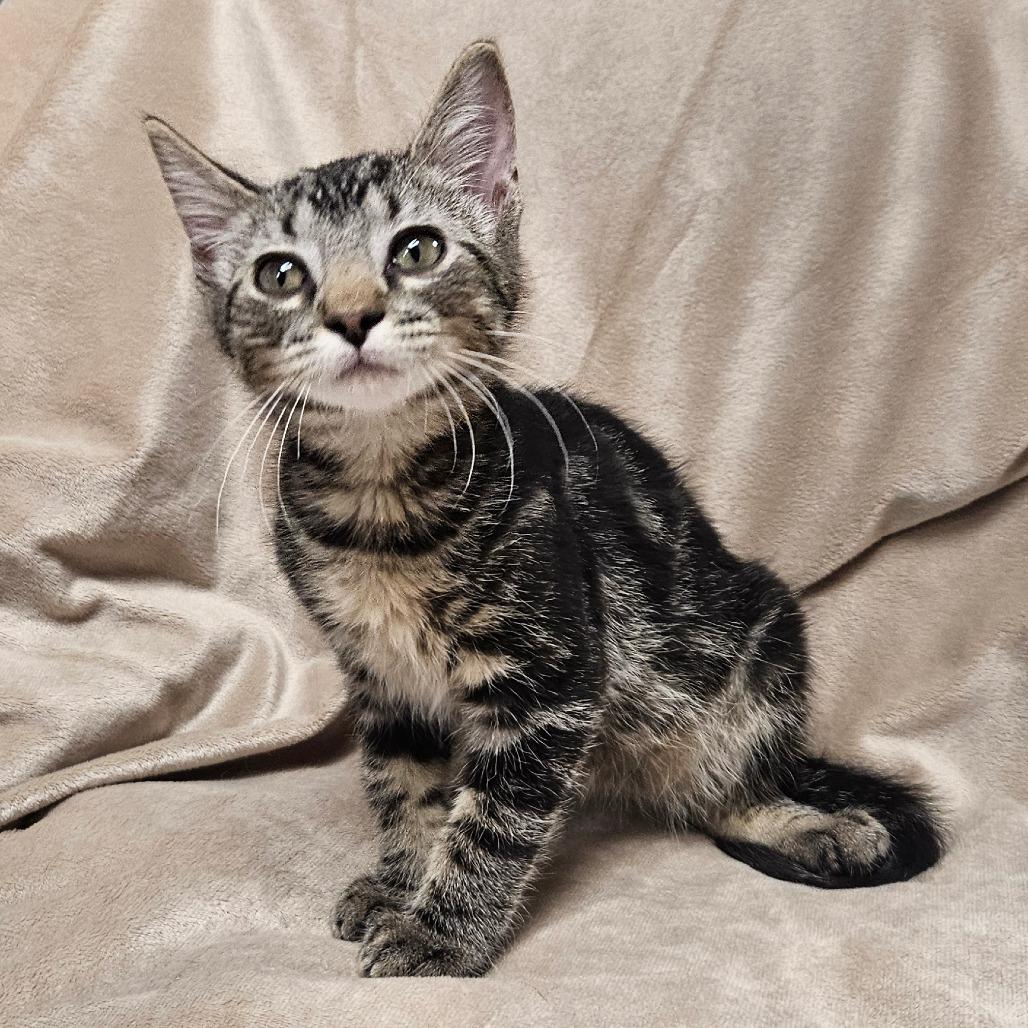 Enlarge Madrid, a Adoptable Domestic Short Hair in Brighton, MO image 4/4