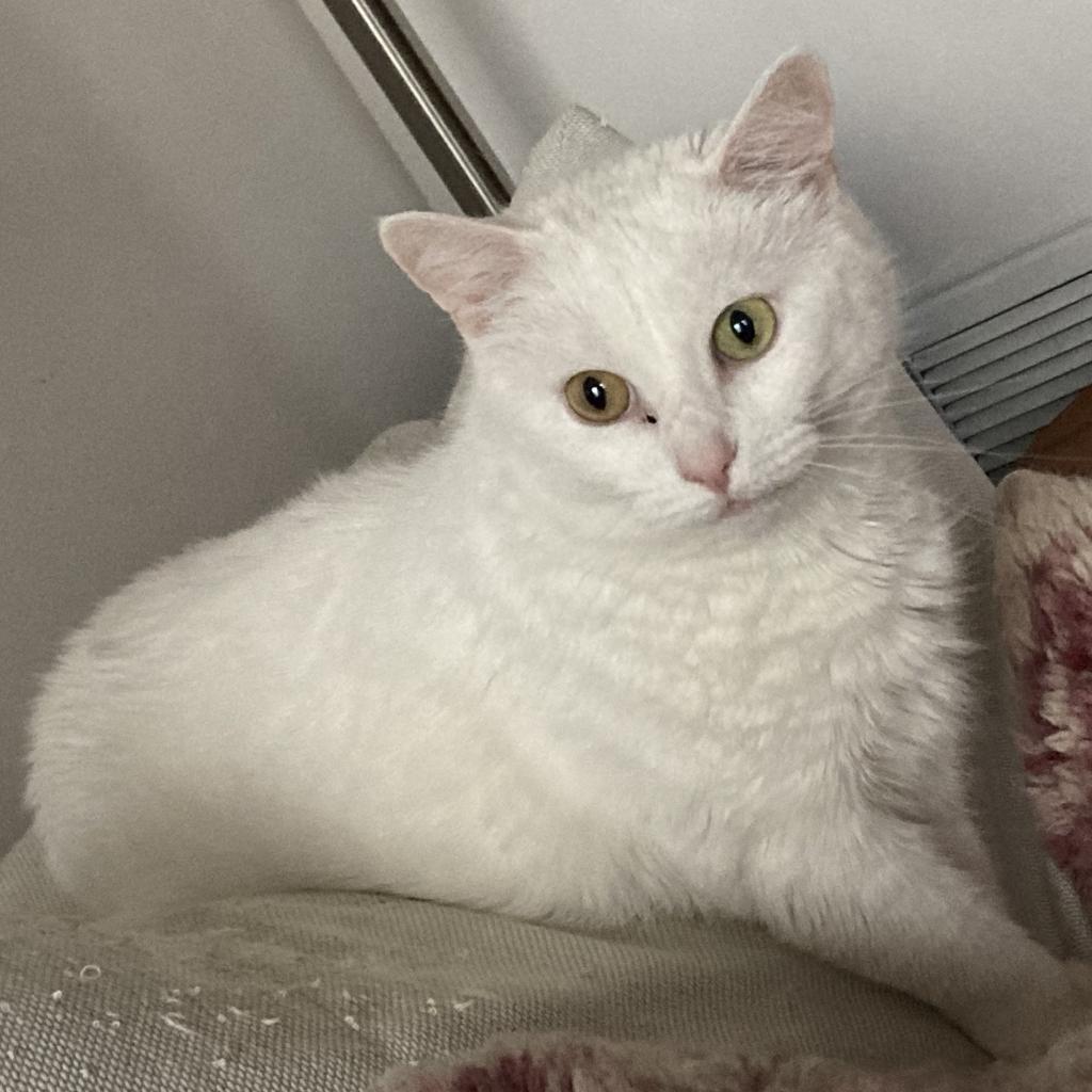 Enlarge Lottie Rockbridge, a Adoptable Domestic Short Hair in Merrifield, VA image 1/6