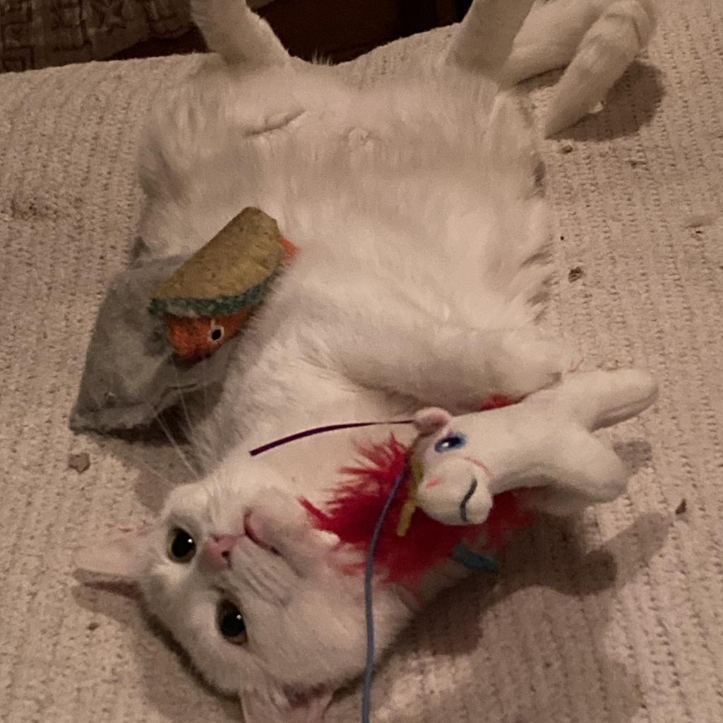 Enlarge Lottie Rockbridge, a Adoptable Domestic Short Hair in Merrifield, VA image 2/6