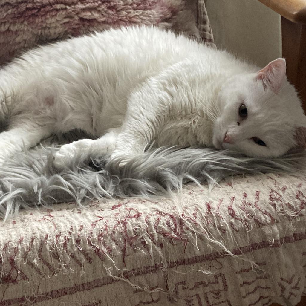 Enlarge Lottie Rockbridge, a Adoptable Domestic Short Hair in Merrifield, VA image 3/6