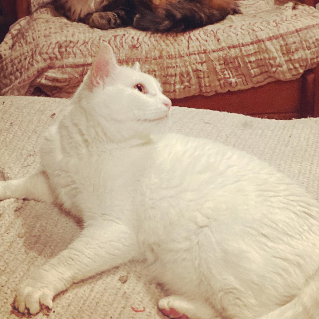 Enlarge Lottie Rockbridge, a Adoptable Domestic Short Hair in Merrifield, VA image 4/6