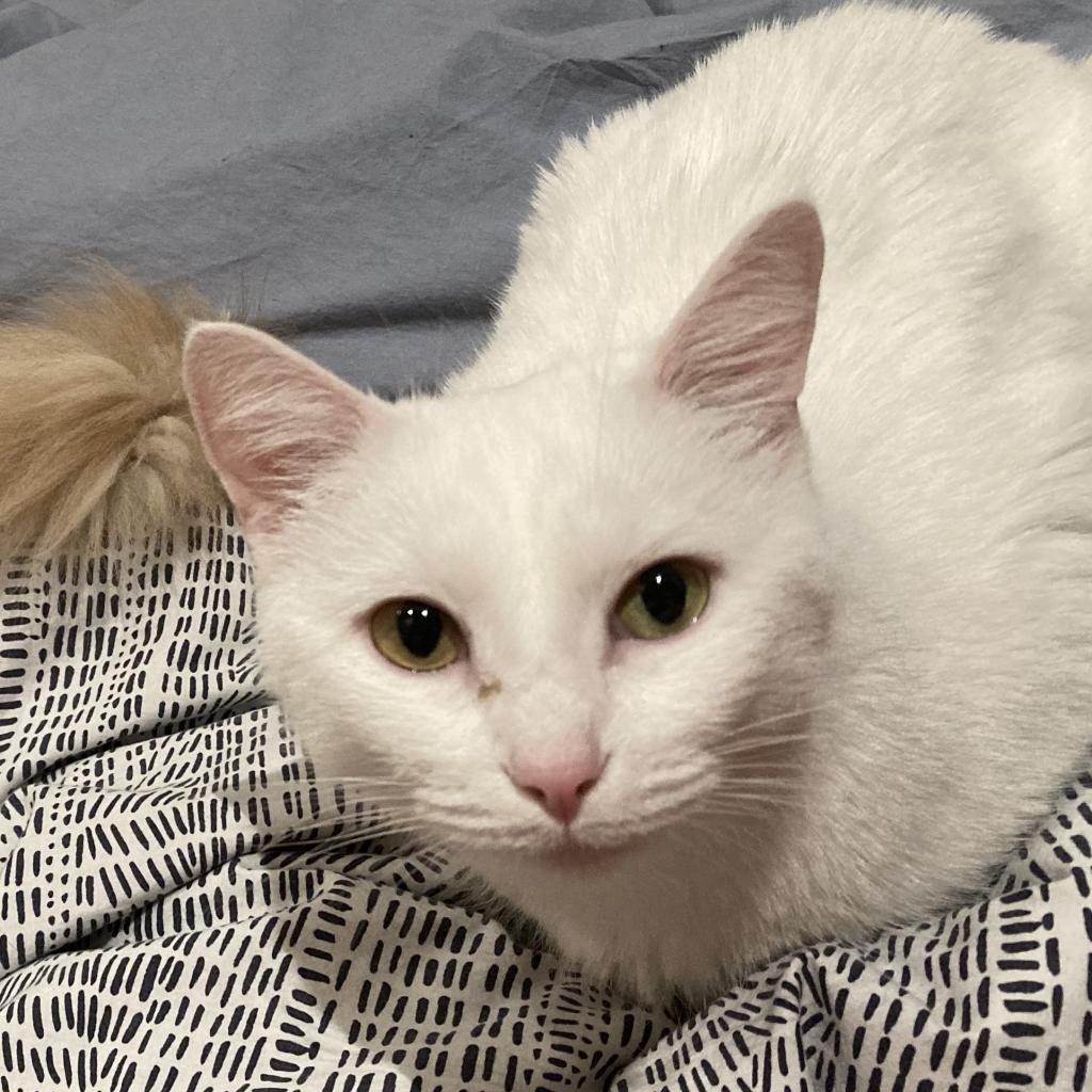 Enlarge Lottie Rockbridge, a Adoptable Domestic Short Hair in Merrifield, VA image 5/6