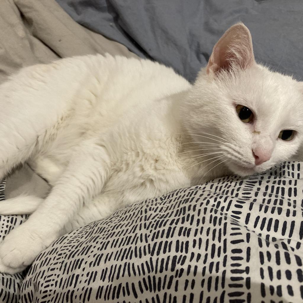 Enlarge Lottie Rockbridge, a Adoptable Domestic Short Hair in Merrifield, VA image 6/6