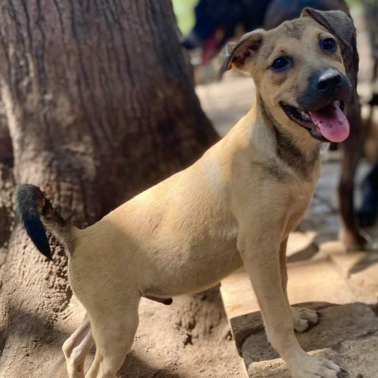 Taddeo Carmelo PC, an adoptable Beagle, Black Mouth Cur in Goliad, TX, 77963 | Photo Image 2