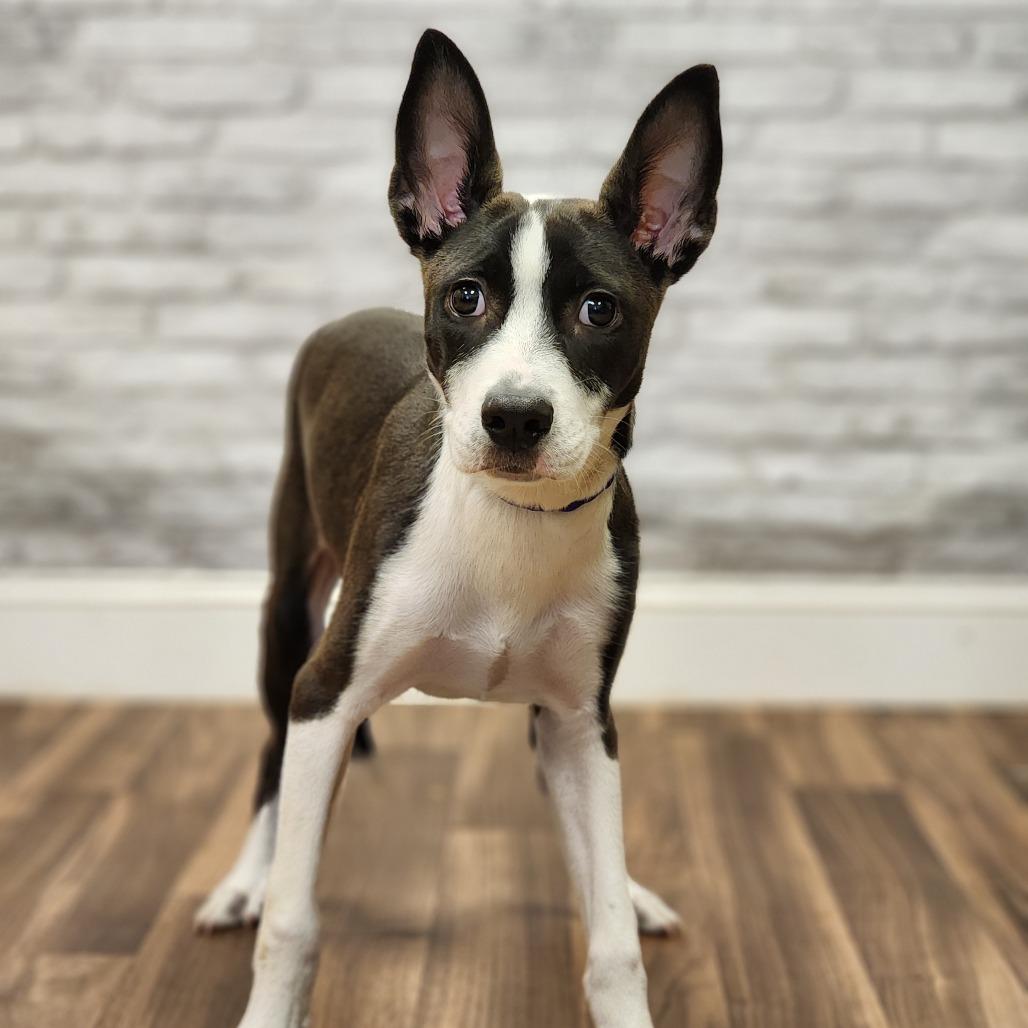 Cranberry (Cali), Adoptable, Young Female Terrier & Mixed Breed.