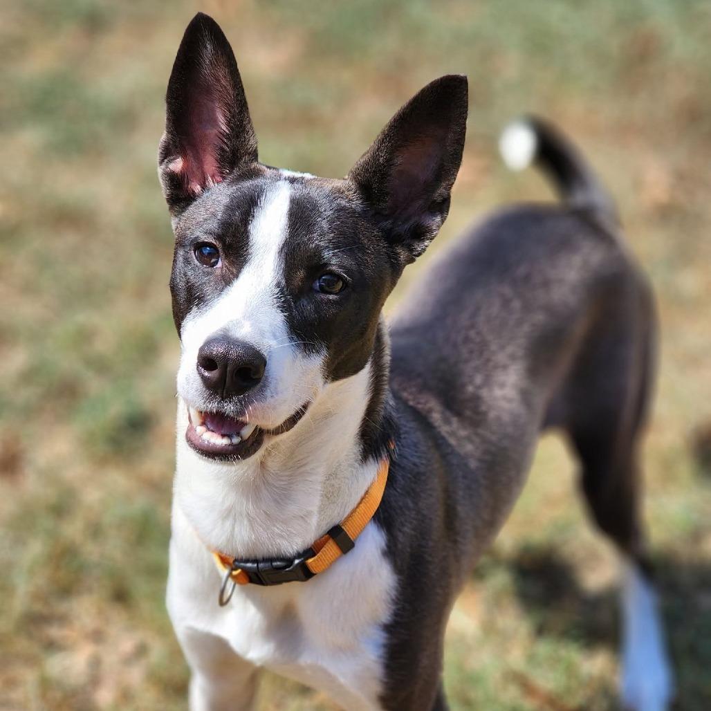 Enlarge Cranberry (Cali), a Adoptable mixed breed in Montgomery, AL image 2/4