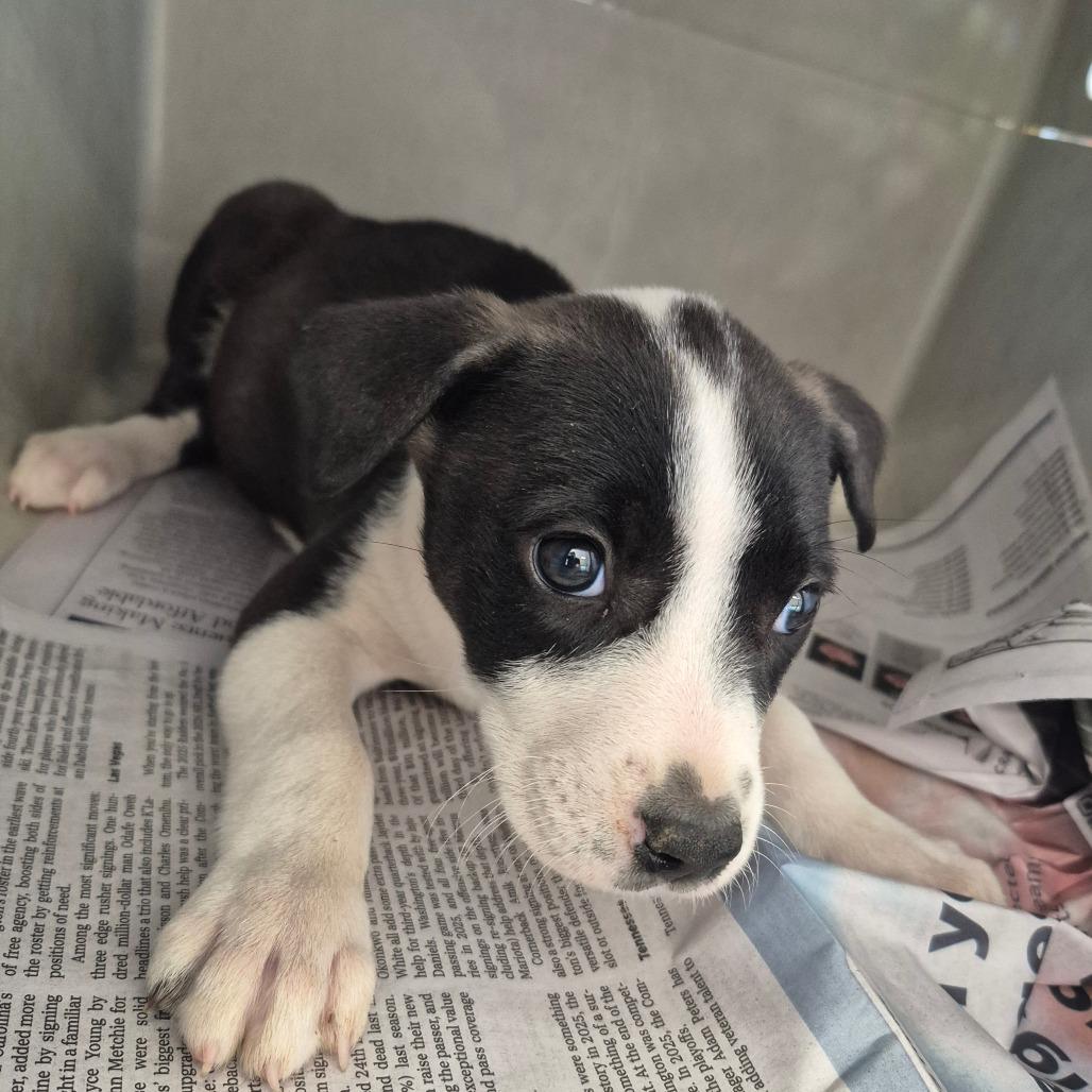 Enlarge Cranberry, a Adoptable mixed breed in Montgomery, AL image 1/1