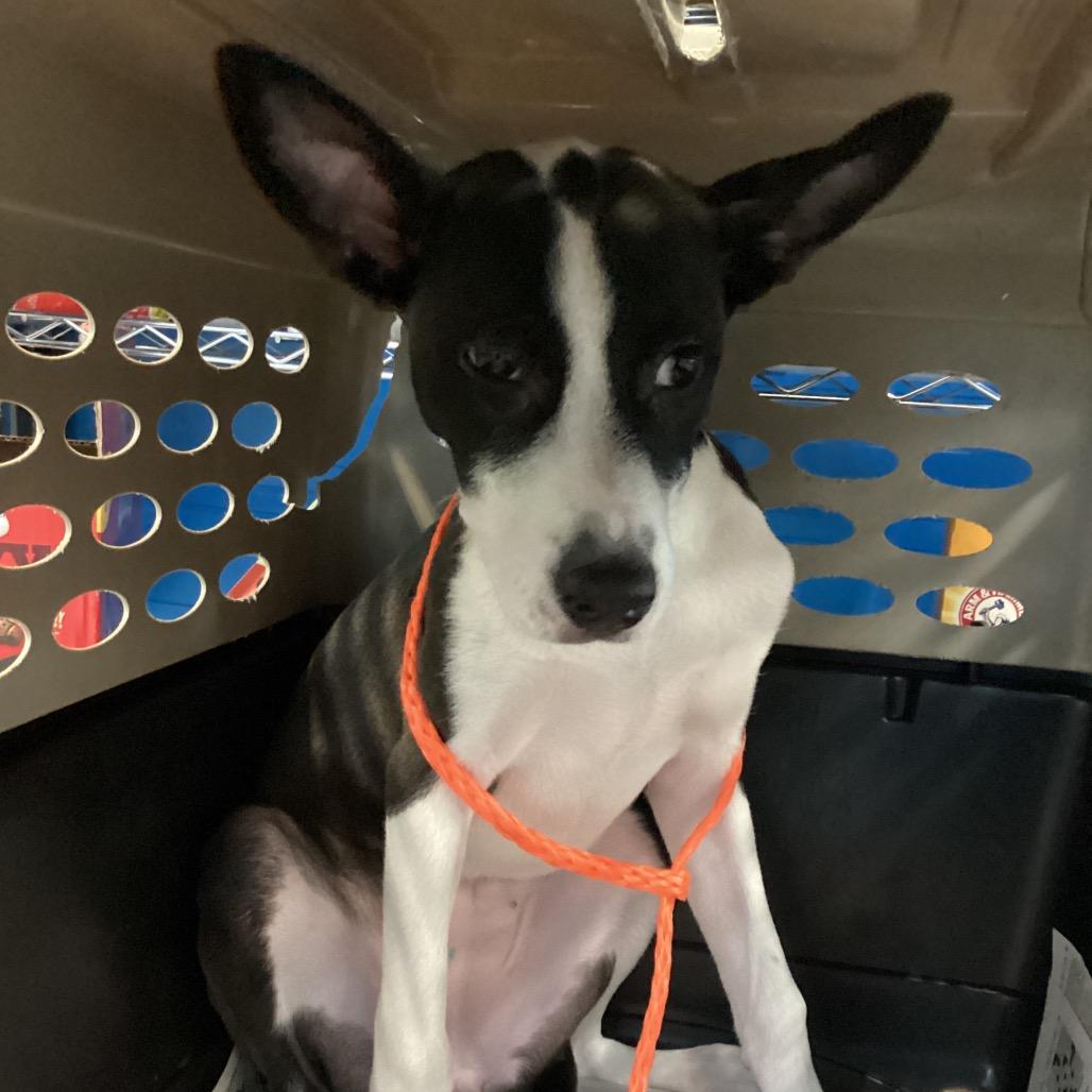 Enlarge Cranberry (Cali), a Adoptable mixed breed in Montgomery, AL image 2/2