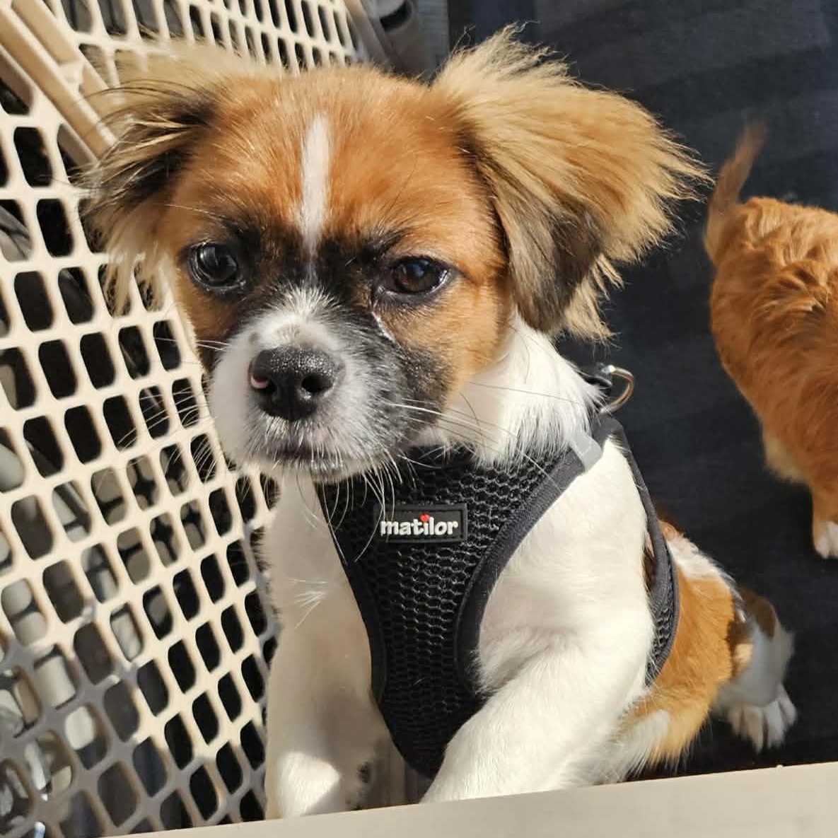 Ed, an adopted mixed breed in Brockport, NY image 6/6