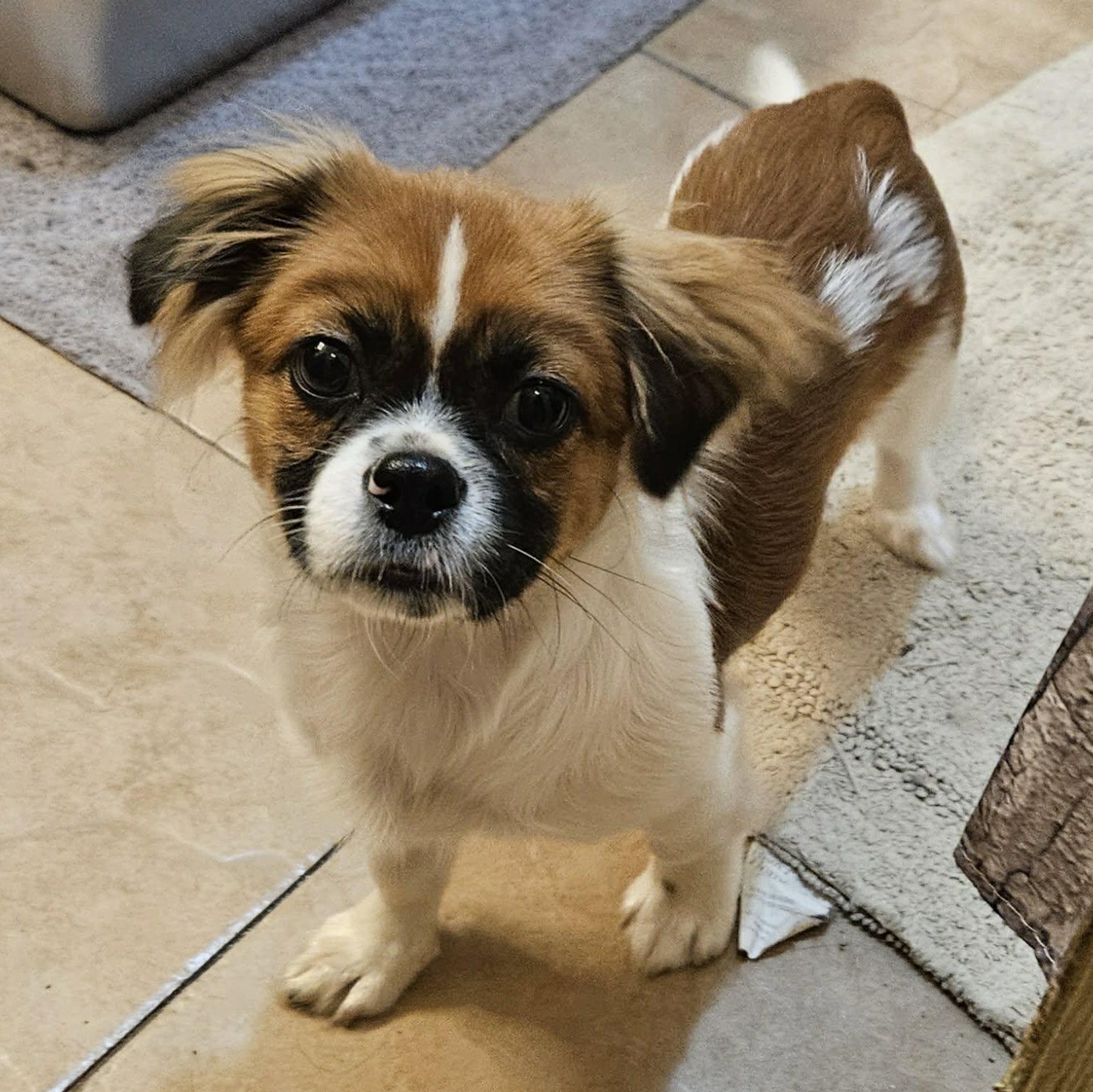 Ed, an adopted mixed breed in Brockport, NY image 2/6