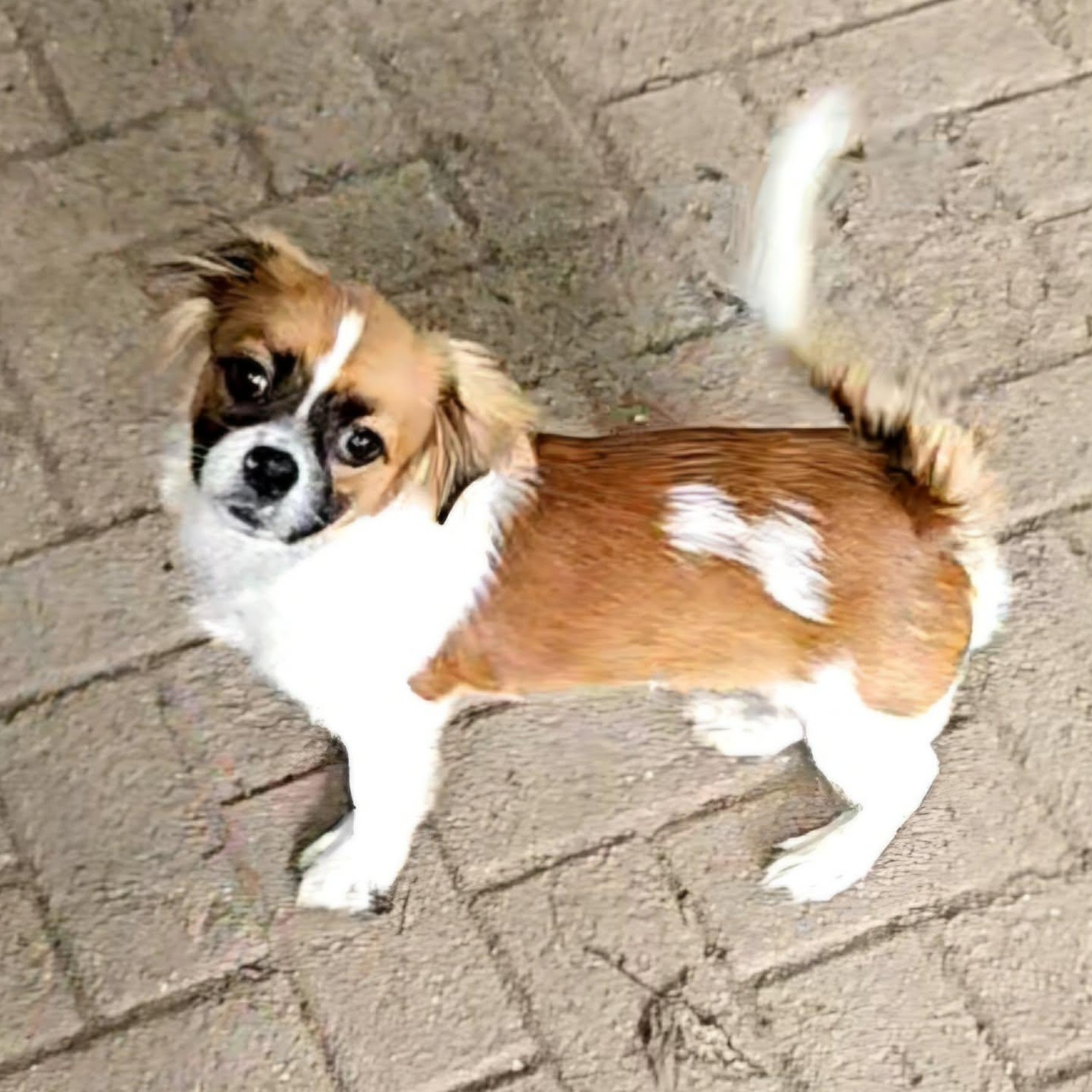 Ed, an adopted mixed breed in Brockport, NY image 5/6