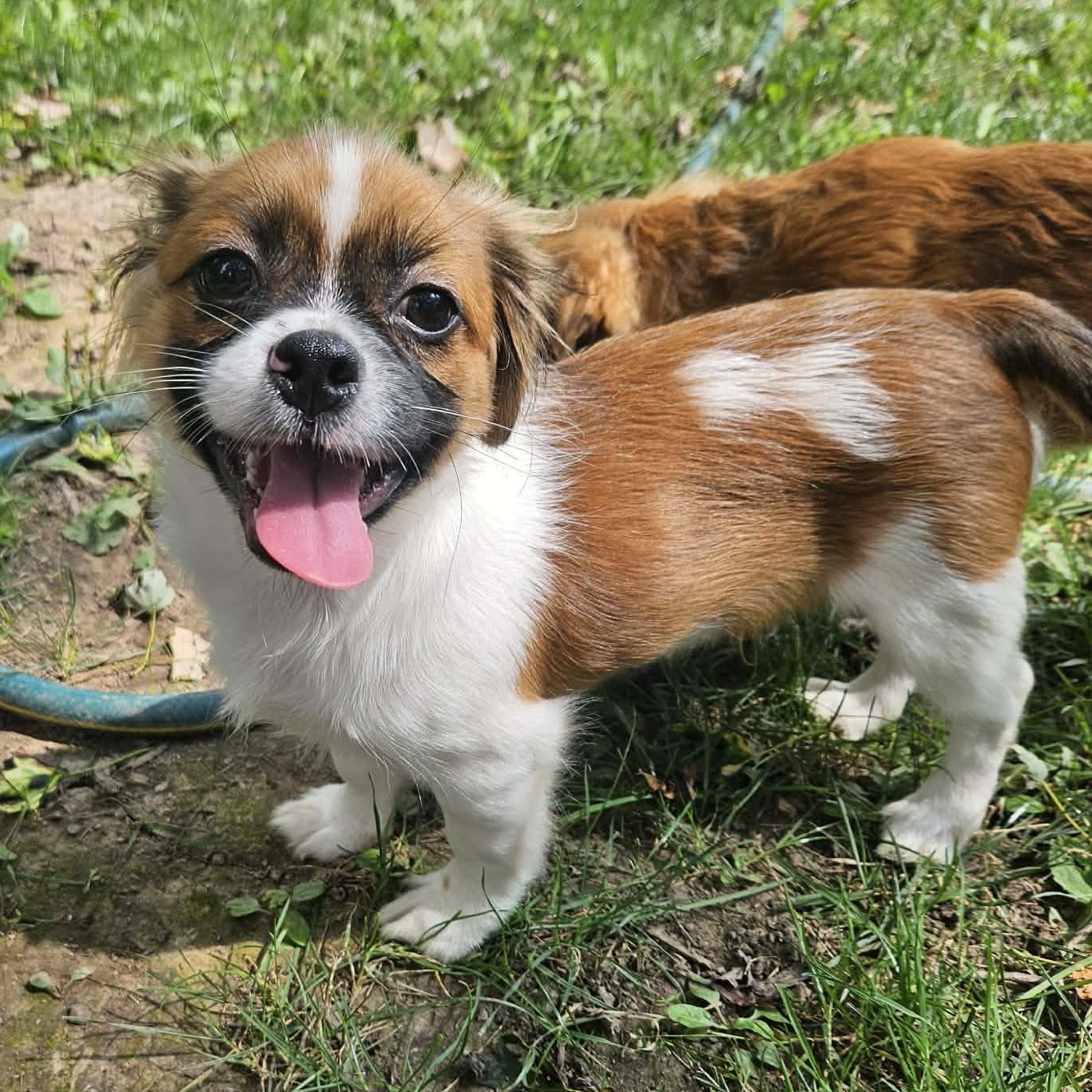 Ed, adopted, Puppy Male Shih Tzu & Miniature Poodle.