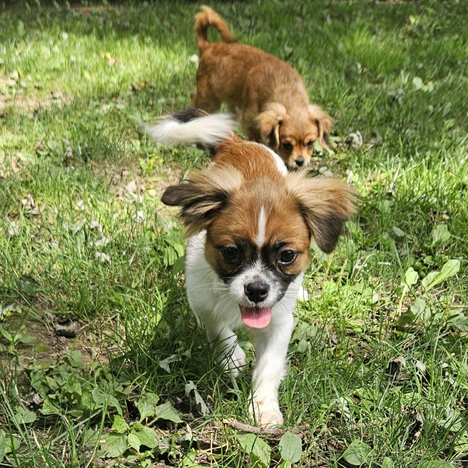 Ed, an adopted mixed breed in Brockport, NY image 4/6