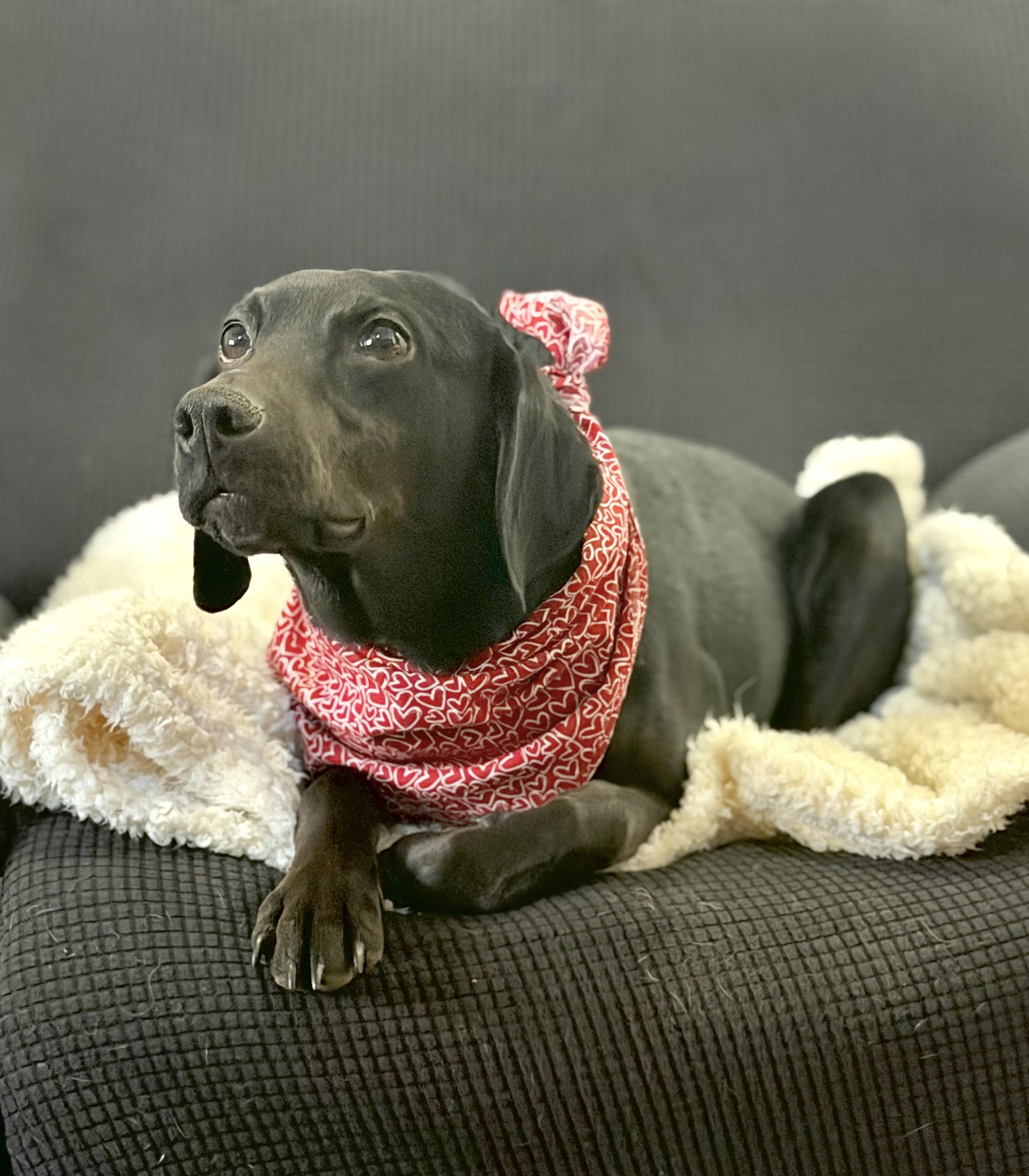 Rocky Road, an adopted mixed breed in Maryville, TN image 2/5