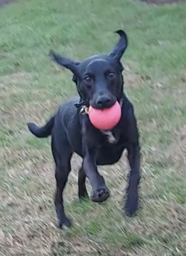 Rocky Road, an adopted mixed breed in Maryville, TN image 5/5