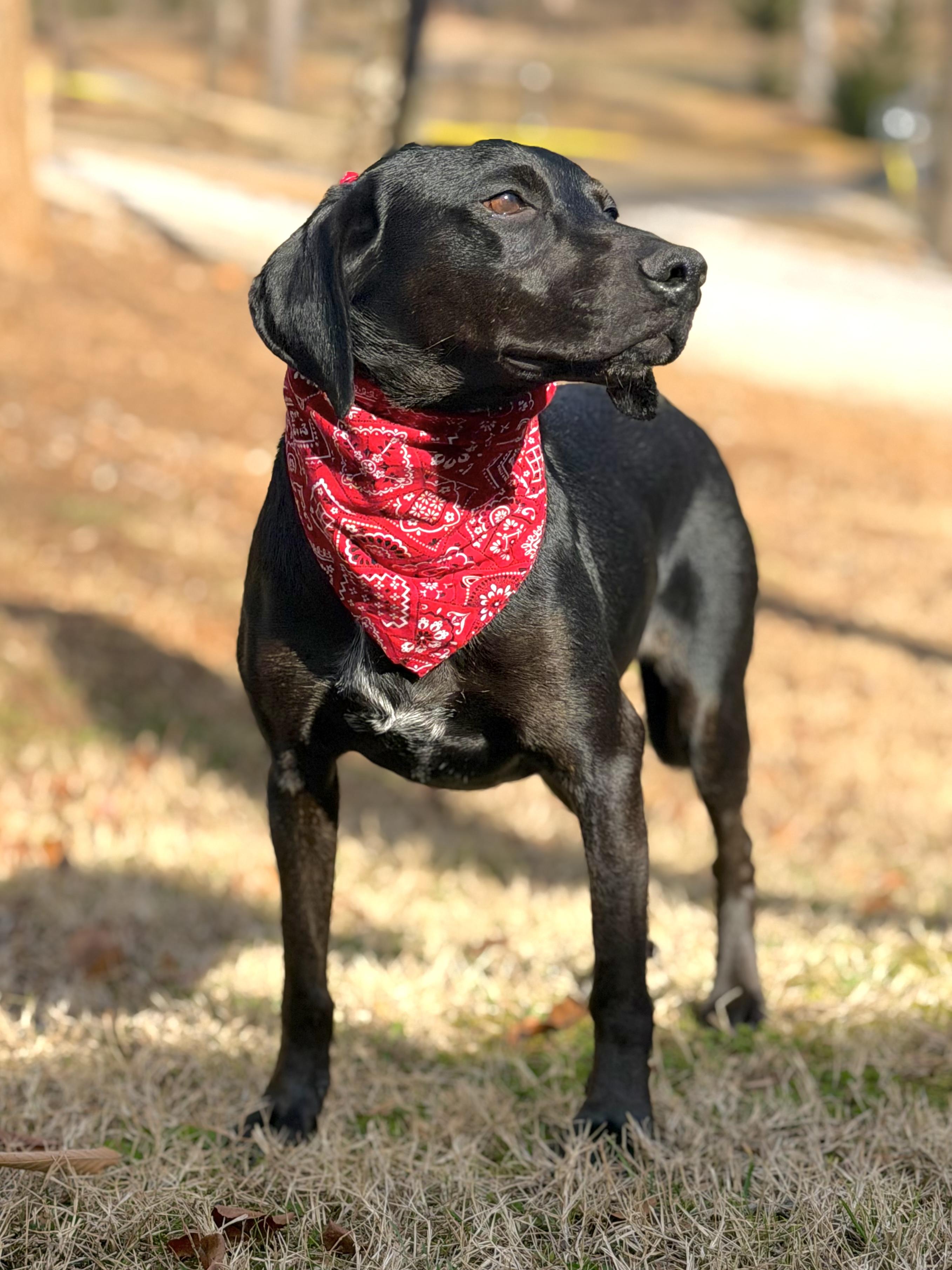 Rocky Road, an adopted mixed breed in Maryville, TN image 4/5