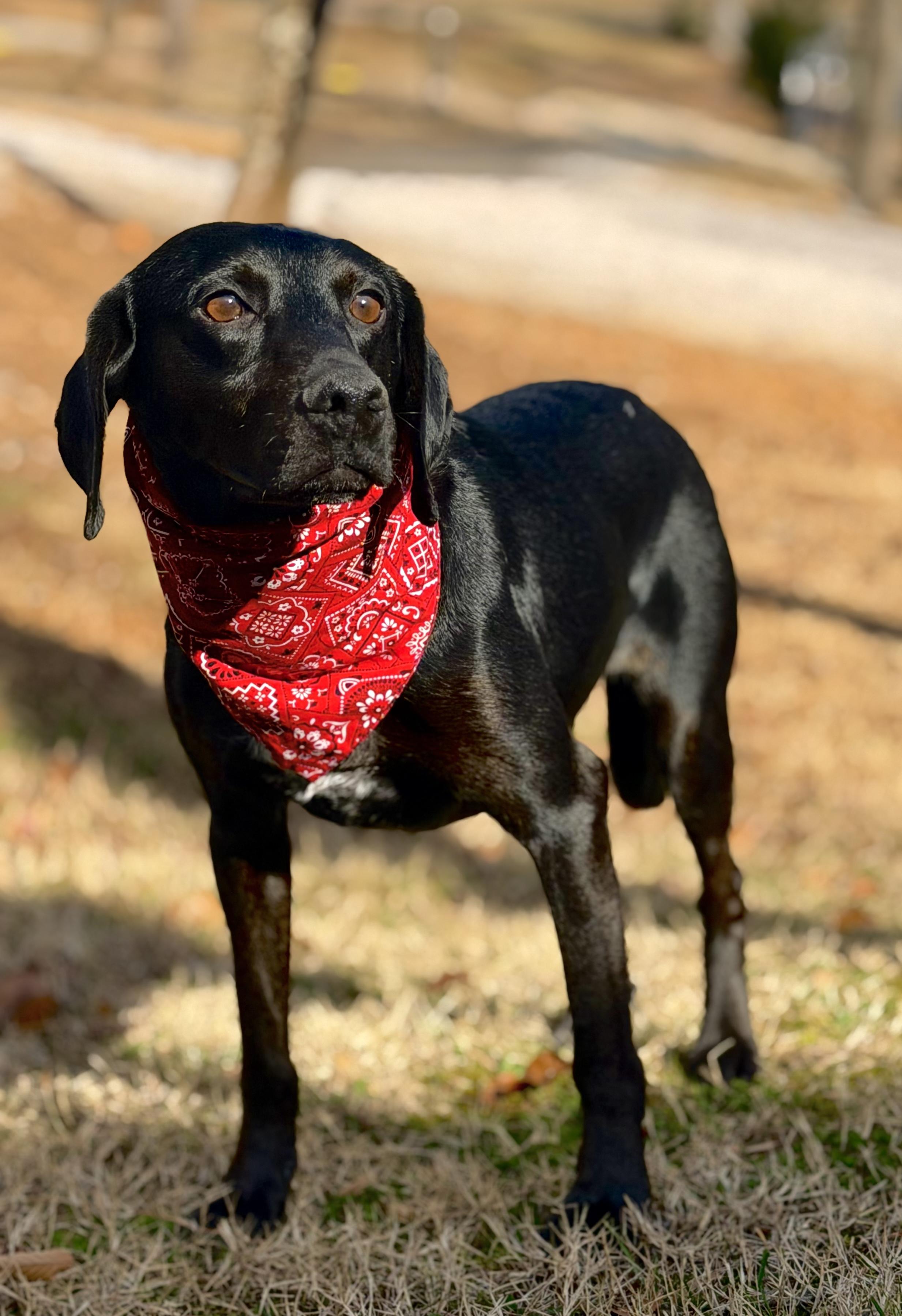 Rocky Road, an adopted mixed breed in Maryville, TN image 1/5