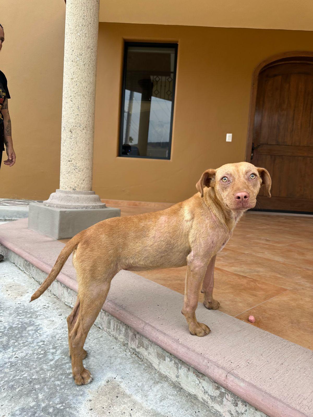 Alicia, Young Female Pit Bull Terrier