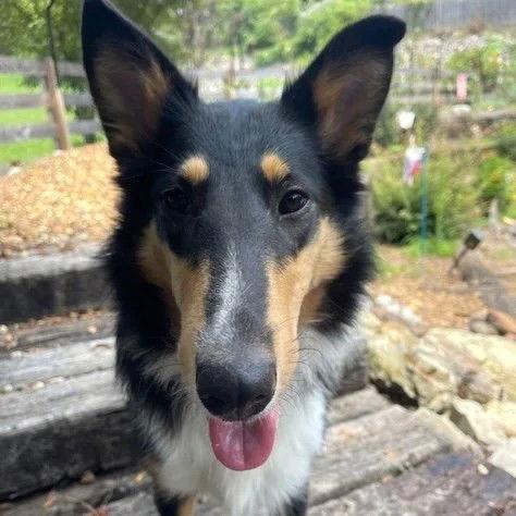 Enlarge Misty Adoption pending, a Adopted Collie in Dublin, OH image 1/3