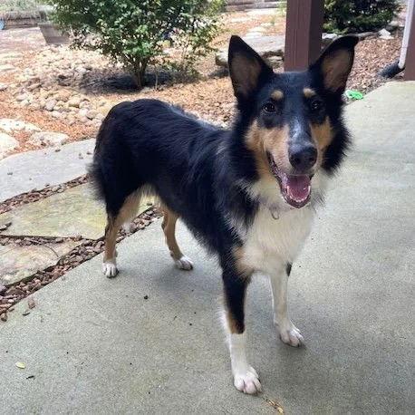 Enlarge Misty Adoption pending, a Adopted Collie in Dublin, OH image 2/3