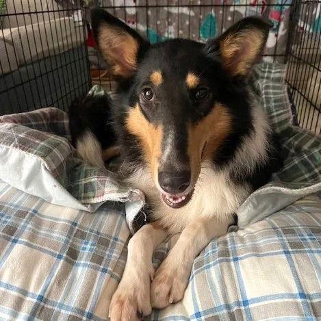 Enlarge Misty Adoption pending, a Adopted Collie in Dublin, OH image 3/3