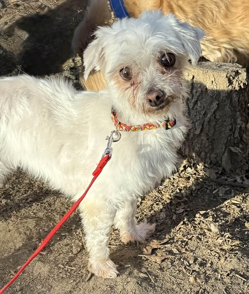 Lola, Adoptable, Adult Female Maltese.