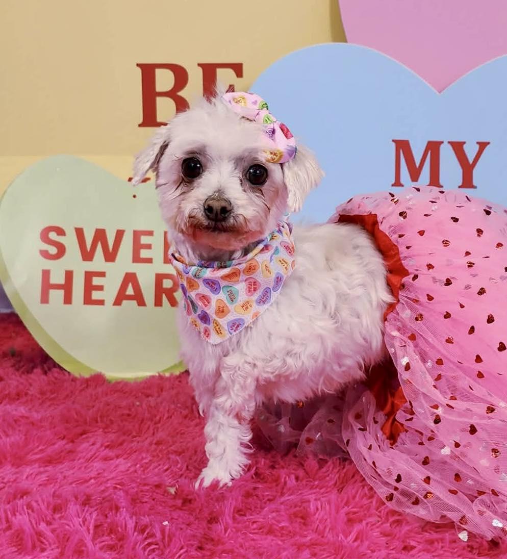 Enlarge Lola, a Adoptable Maltese in Lee's Summit, MO image 2/3