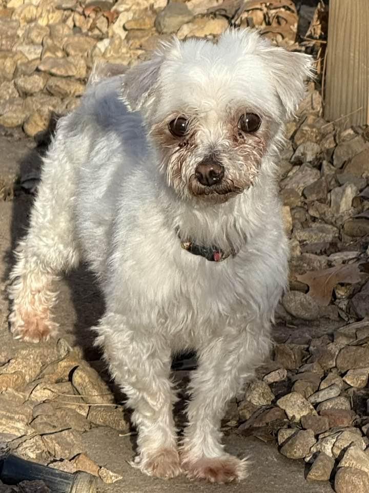Enlarge Lola, a Adoptable Maltese in Lee's Summit, MO image 3/3
