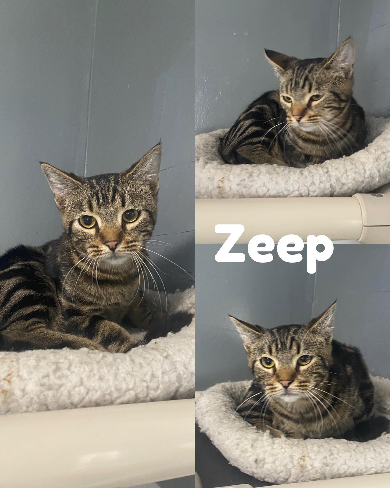 Enlarge Zeep, a Adoptable Domestic Short Hair in Saint James, MO image 1/1