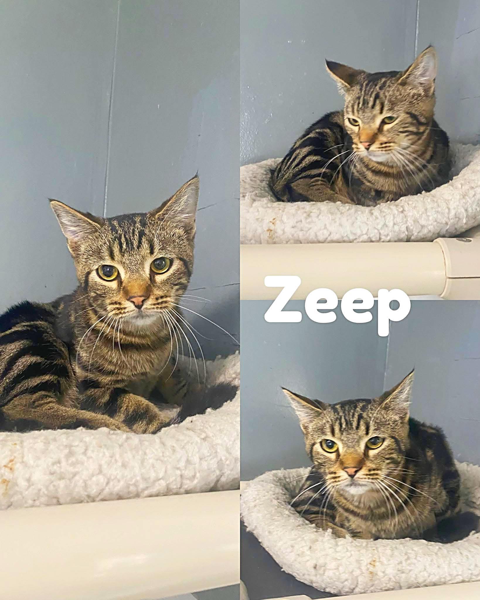 Enlarge Zeep, a Adoptable Domestic Short Hair in Saint James, MO image 1/2