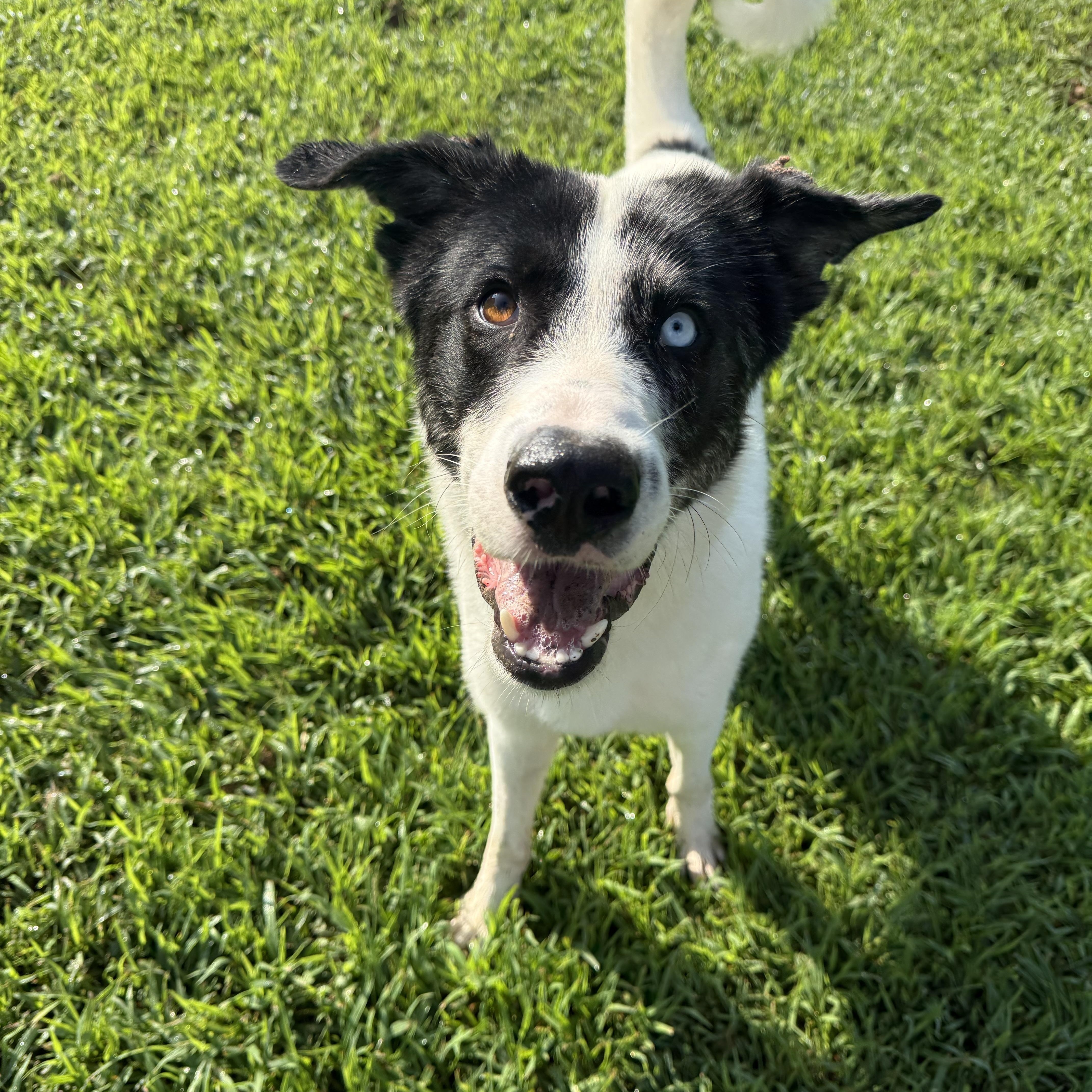 Enlarge Ventura (Venny), a Adoptable mixed breed in Saluda, VA image 2/4
