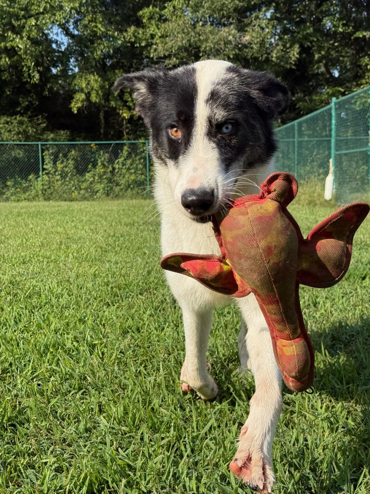 Ventura (Venny), Adoptable, Young Male Australian Shepherd & Great Pyrenees.