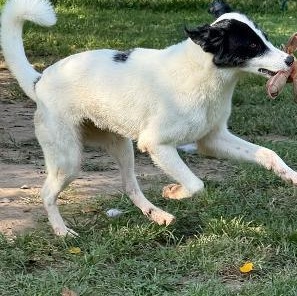 Enlarge Ventura (Venny), a Adoptable mixed breed in Saluda, VA image 4/4