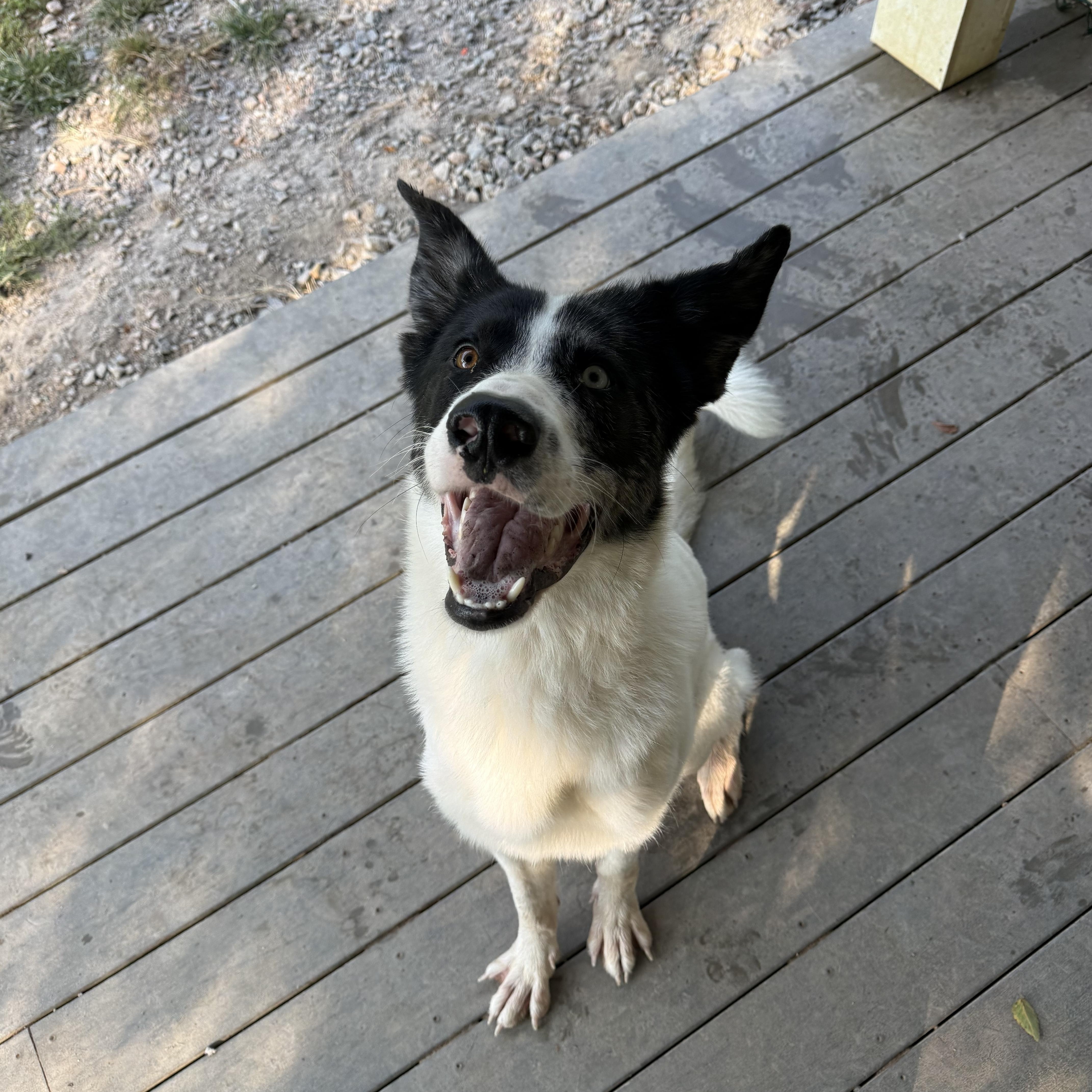 Enlarge Ventura (Venny), a Adoptable mixed breed in Saluda, VA image 3/4
