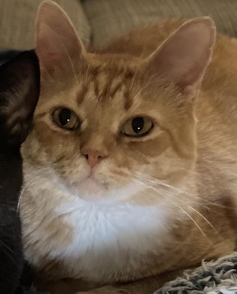 Enlarge Bhear , a ADOPTABLE Tabby in Covington, KY image 1/6