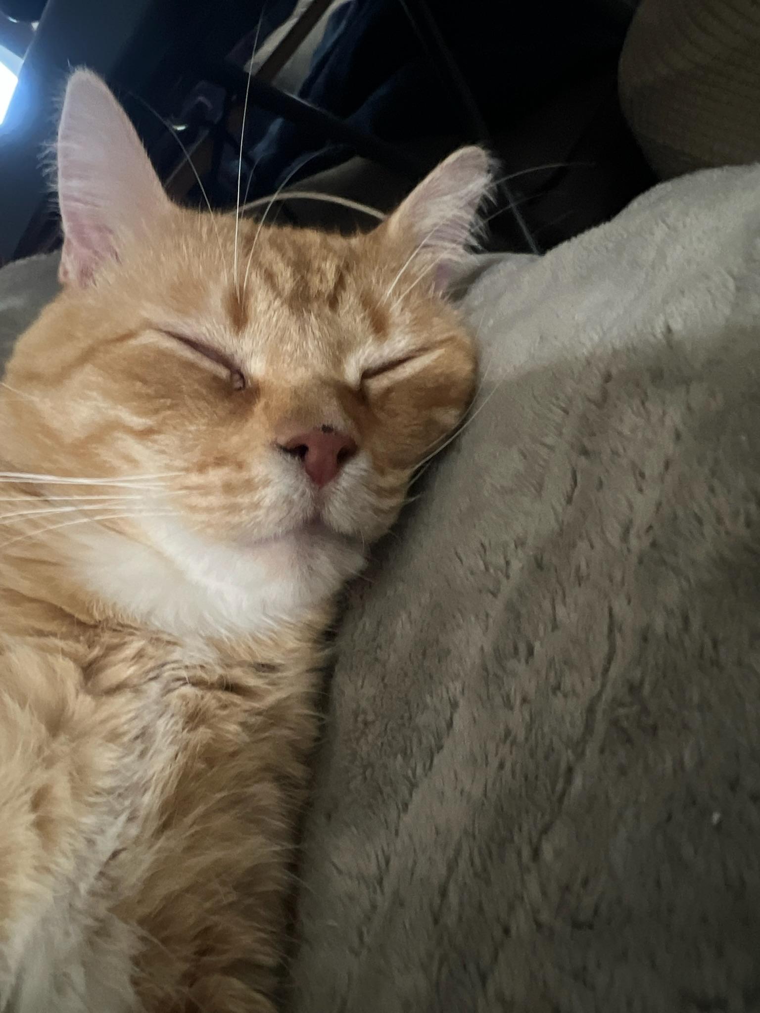 Enlarge Bhear , a ADOPTABLE Tabby in Covington, KY image 4/6