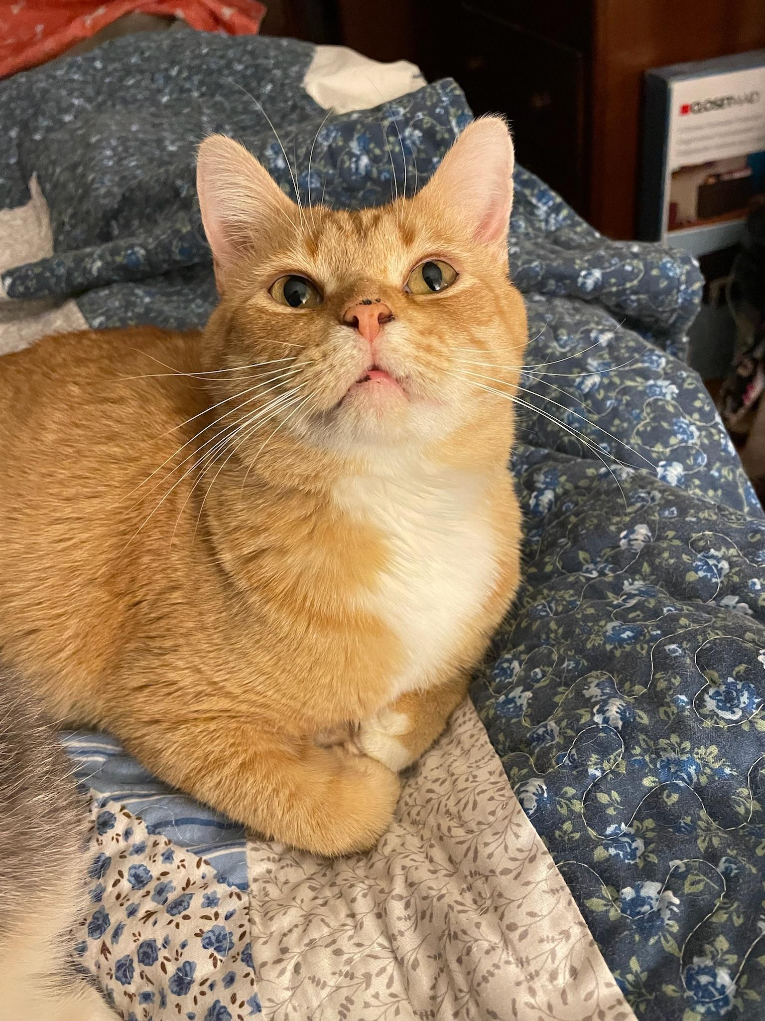 Enlarge Bhear , a ADOPTABLE Tabby in Covington, KY image 3/6