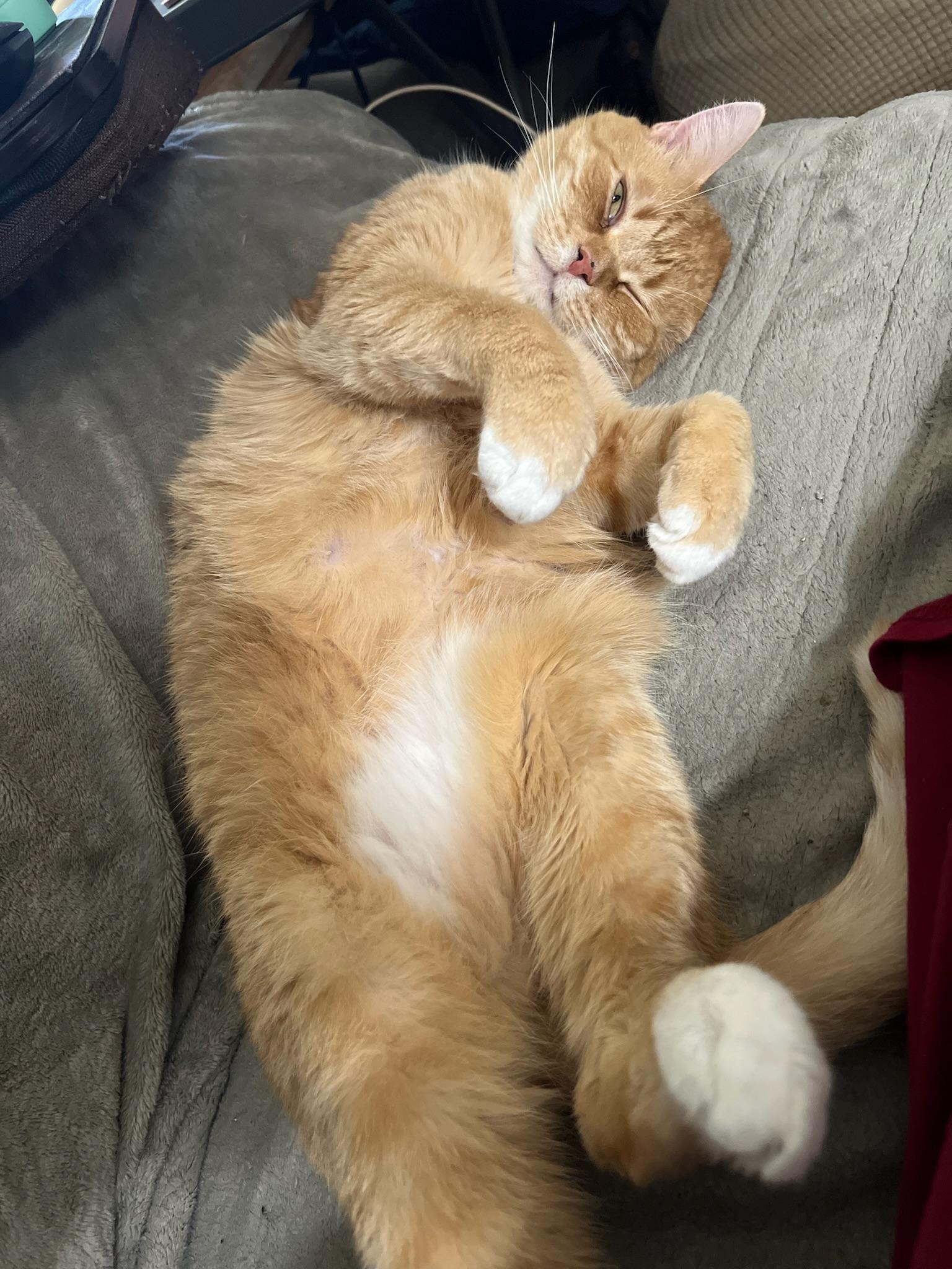 Enlarge Bhear , a ADOPTABLE Tabby in Covington, KY image 6/6