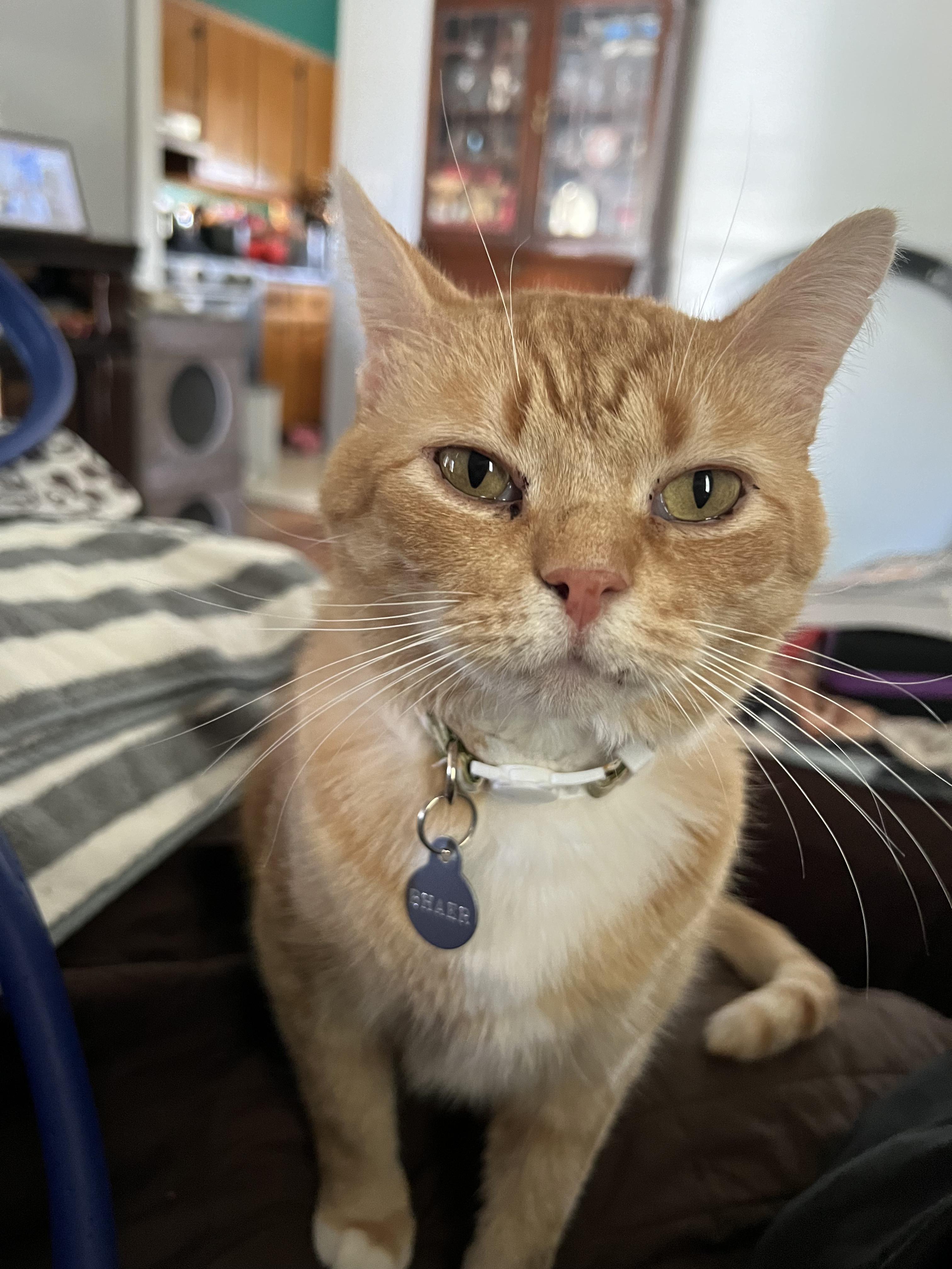 Enlarge Bhear , a ADOPTABLE Tabby in Covington, KY image 2/6