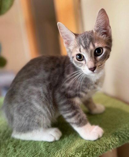 Slim Jim, Adoptable, Young Male Domestic Short Hair.