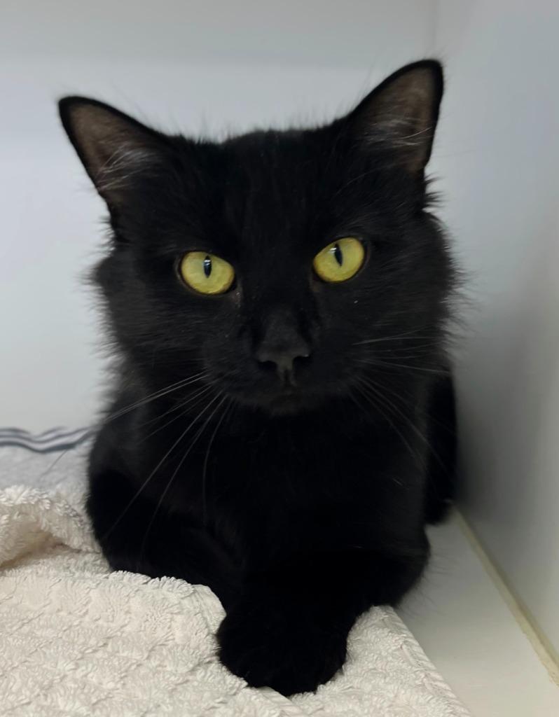 Arabella, a Adoptable mixed breed in Greenfield, IN image 1/3