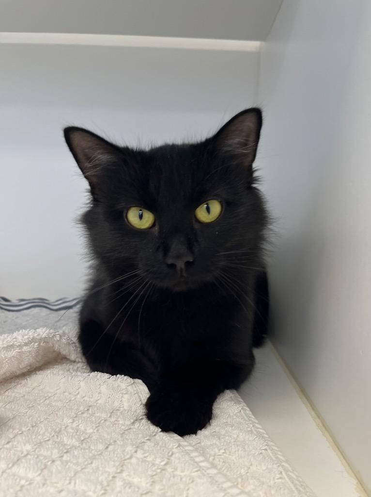 Arabella, a Adoptable mixed breed in Greenfield, IN image 3/3